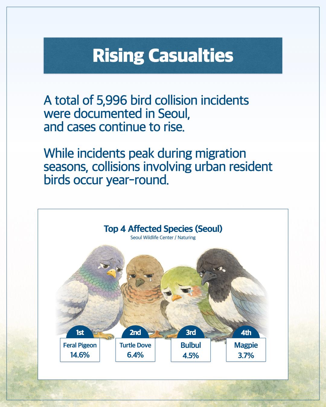 Seoul’s Invisible Walls: Save Our Birds 이미지